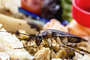 cockroaches walking over garbage piles, lack of hygiene and infestation of exempts indoors, spot focus