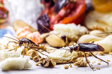 many cockroaches on human waste, food scraps and plastic contaminating the floor