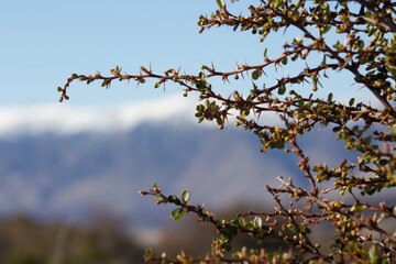 Calafate plant in patagonia argentina 