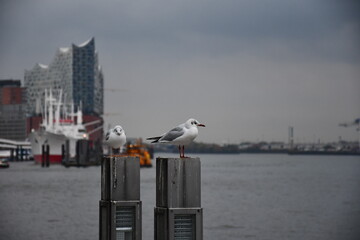 Seagull at Hamburg Airport 