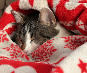 Gatto che dorme durante l'inverno avvolto nella coperta  bianca e rossa.  Coperta natalizia.