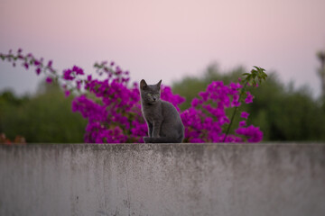 Ritratto di un cucciolo di gatto con fiori rosa sullo sfondo  © Potatolens