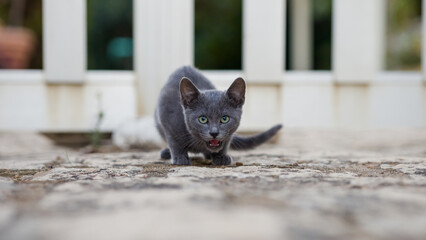 Cucciolo di gatto che mangia