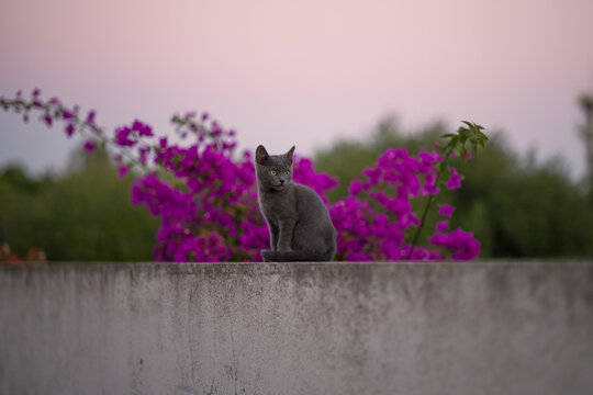 Ritratto di un cucciolo di gatto con fiori rosa sullo sfondo 