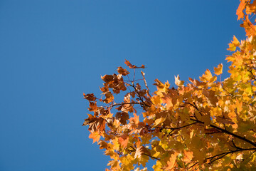 Bunte wirbelnde Ahornblätter im Herbst bei blauem Himmel - obrazy, fototapety, plakaty