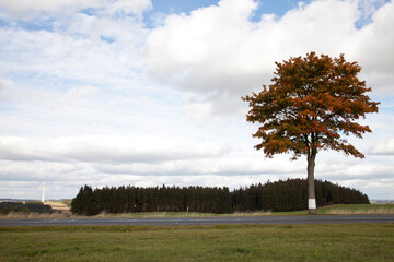 Ahornbaum Baum im Herbst an der Landstraße - obrazy, fototapety, plakaty