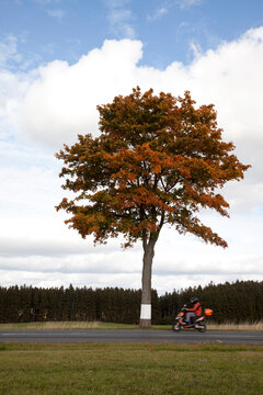 Ahornbaum Baum an der Landstra&szlig;e mit Mopetfahrer