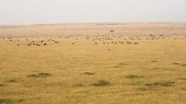 Field filled with water buffalo in distance and haze - Kenya, Africa