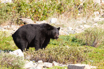very fat bear in a berry patch
