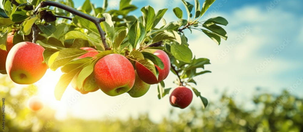 Poster apple harvest in the apple orchard in sunny weather unripe apples on tree branches in the orchard. c