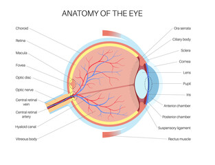 Eye anatomy poster - obrazy, fototapety, plakaty