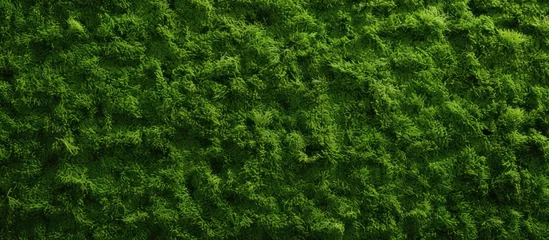 Crédence en verre imprimé Herbe Artificial grass wall Artificial turf Thin green plastic. Copy space image. Place for adding text or design