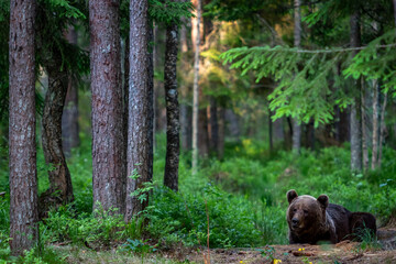 A lone wild brown bear also known as a grizzly bear (Ursus arctos) in an Estonia forest, Scene shows the young lone bear exploring the forest floor
