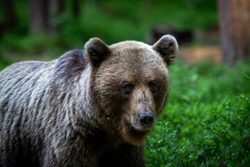 A lone wild brown bear also known as a grizzly bear (Ursus arctos) in an Estonia forest, Scene shows the young lone bear exploring the forest floor
