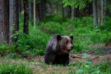 A lone wild brown bear also known as a grizzly bear (Ursus arctos) in an Estonia forest, Scene...