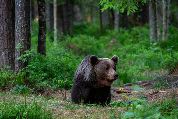 Obraz premium A lone wild brown bear also known as a grizzly bear (Ursus arctos) in an Estonia forest, Scene shows the young lone bear exploring the forest floor