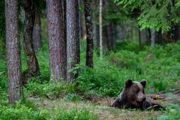 A lone wild brown bear also known as a grizzly bear (Ursus arctos) in an Estonia forest, Scene shows the young lone bear exploring the forest floor