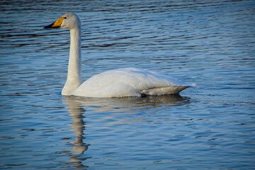Side view of swan swimming in lake