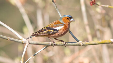 robin perched on a branch
