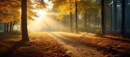 Autumn forest nature Vivid morning in colorful forest with sun rays through branches of trees...