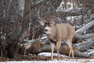mule deer buck standing in front of brush