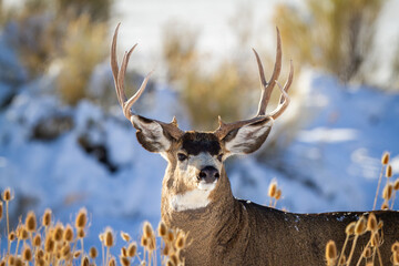 alert mule deer buck in the snow