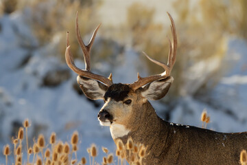 alert mule deer buck in the snow
