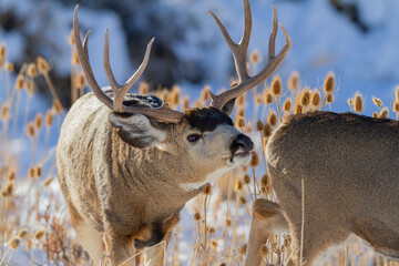 mule deer buck smelling female deer - obrazy, fototapety, plakaty