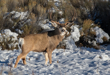 mule deer buck in the snow