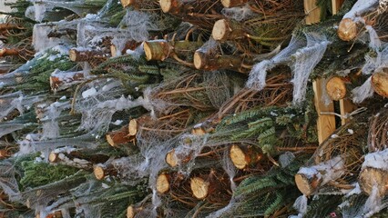 Christmas Trees in Wrapped in Nylon Net Stacked Ready for Selling on Outdoor Nursery Market 