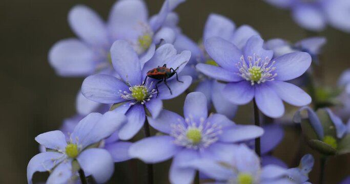 Liverwort Blooming Blue Hepatica Flower and European firebug in Wild Nature. Spring Time. Hepatica Nobilis . Beautiful Nature Scene