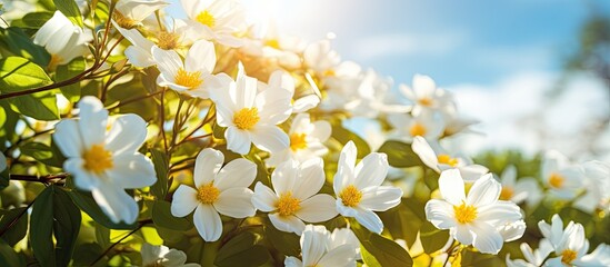 Belly flowers white flowers are blooming beautifully yellow petals can be seen between the flowers amazingly beautiful scenery full of green nature around open sky shining sun around