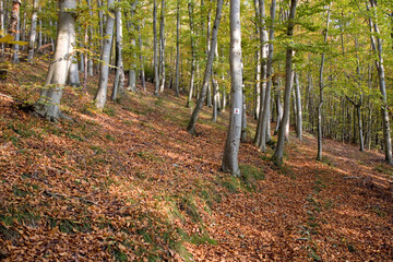 Buchenwald im Herbst - Herbstwald mit Wegemarkierung