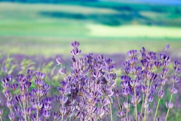 Naklejka premium blooming colorful fresh flowers at meadow