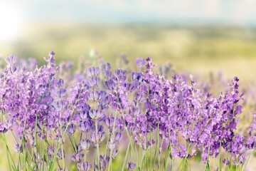 blooming colorful fresh flowers at meadow