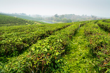 Fototapeta na wymiar Thai Tea Plantation,in a major area of production,Mae Chan District,Chiang Rai Province,northern Thailand.