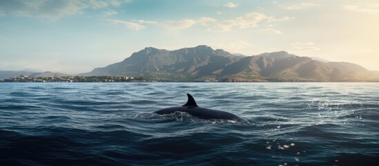 Fototapeta premium Big pilot whale in the Atlantic Ocean off the coast of Tenerife in panorama. Copy space image. Place for adding text or design