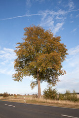 Buche - Buchenbaum - Baum an der Landstraße - Herbstfärbung - obrazy, fototapety, plakaty