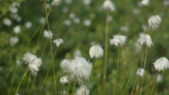 Close up of cotton grass on a wildflower meadow in Switzerland 