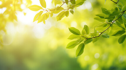 Obraz premium Beautiful green leaf in sunlight