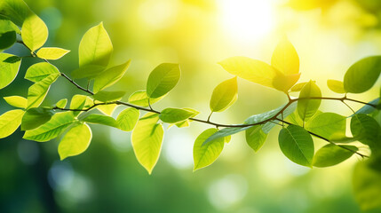 Fototapeta na wymiar Beautiful green leaf in sunlight