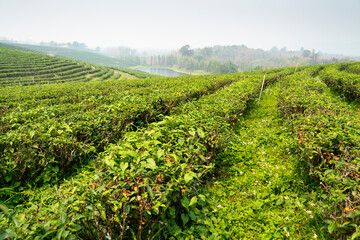 Fototapeta na wymiar Beautiful Tea Plantation,in a major area of production,Mae Chan District,Chiang Rai Province,northern Thailand.