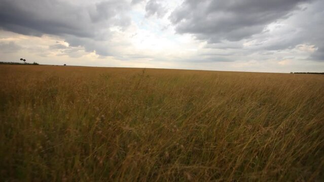 Tall grass in the breeze - Kenya, Africa