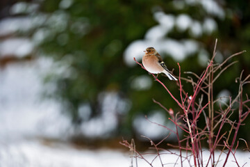 chaffinch