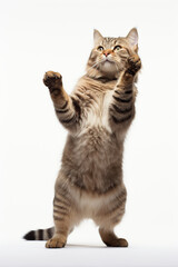 Studio portrait of tabby cat standing on back two legs with paws up against white isolated background.
