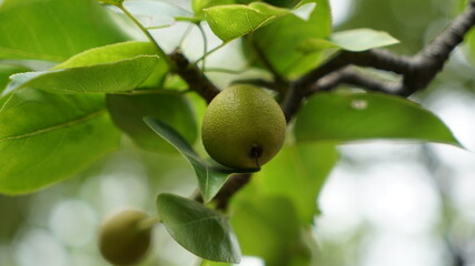 Small pear fruit on the tree.