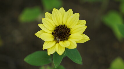 yellow small sunflower with bug