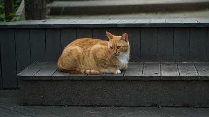 Yellow striped cat lying on stairs in outdoor park