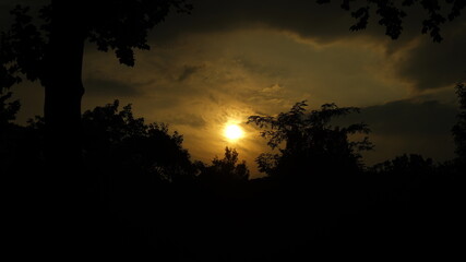 Sunset sky visible beyond the trees in the forest