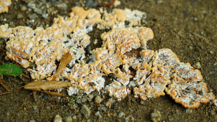 Thin yellow mushroom growing on the forest floor
